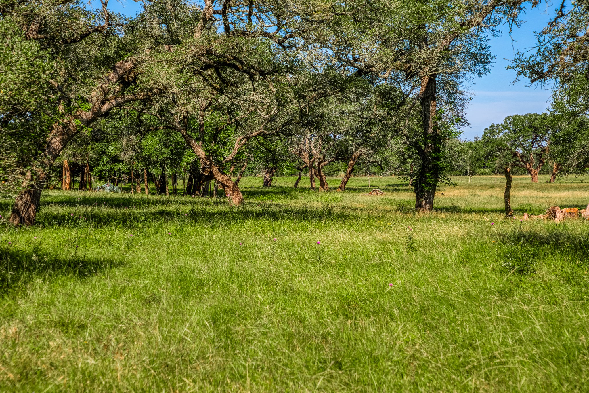 330 North Nassau Road Round Top, TX 78954 - Photo 7 of 18