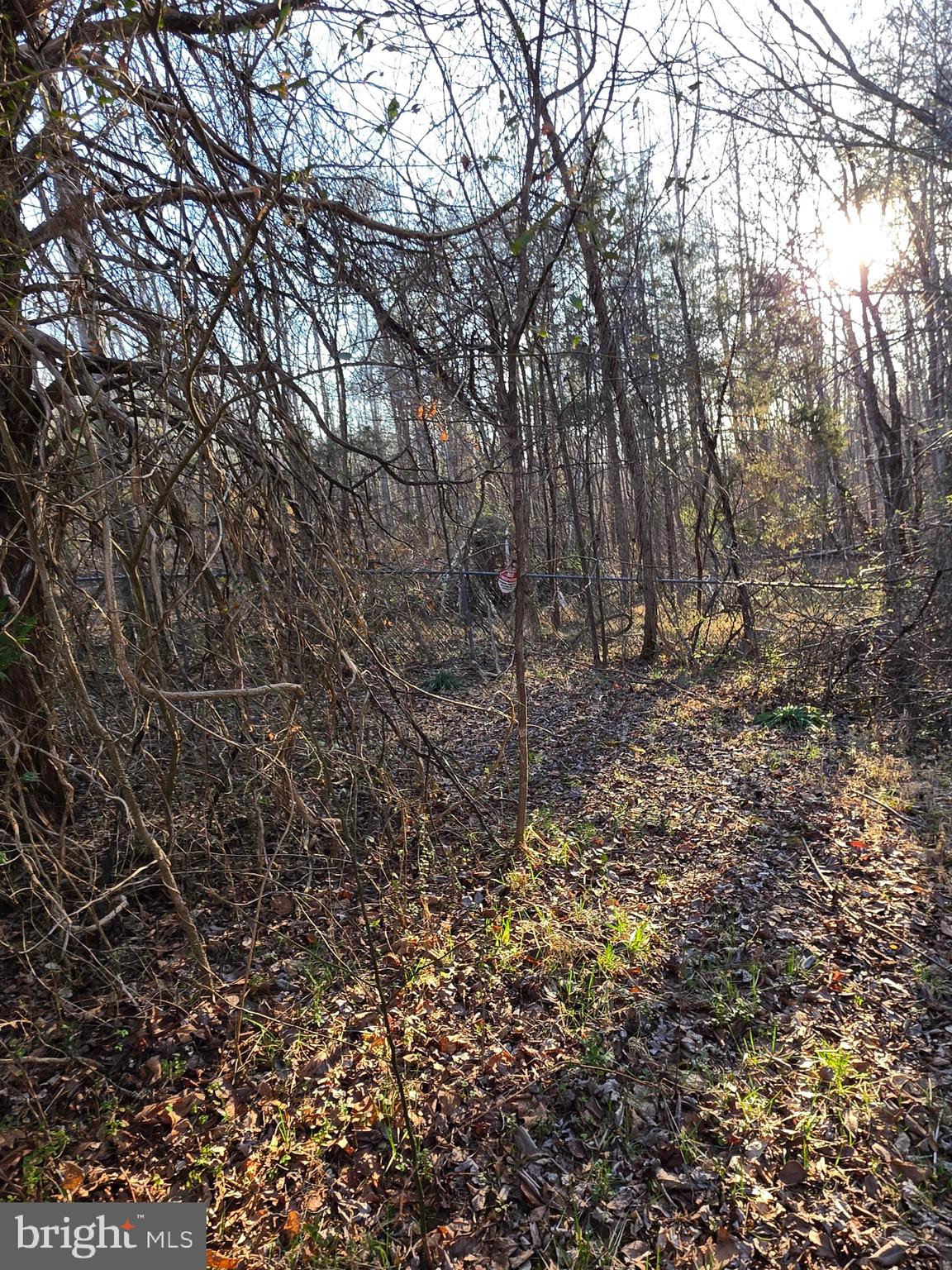 2263 Buckner Road Bumpass, VA 23024 - Photo 5 of 6 a view of a yard with a tree