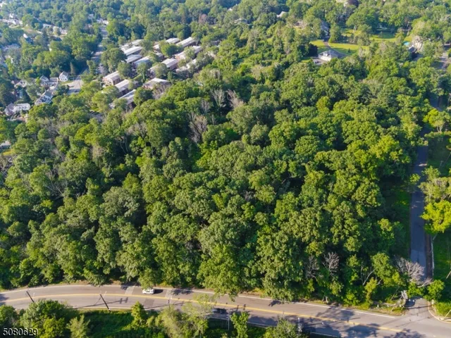 a view of a large yard with plants and large trees