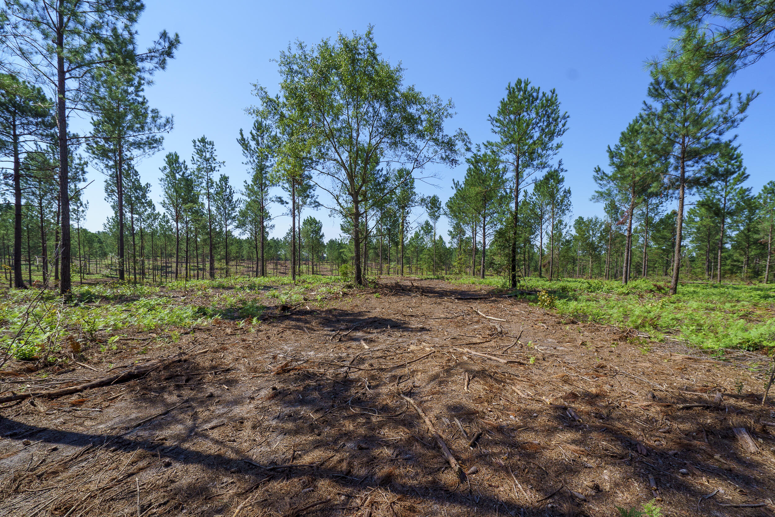 Lot 6 Bluffwood Road Wagener, SC 29164 - Photo 7 of 15
