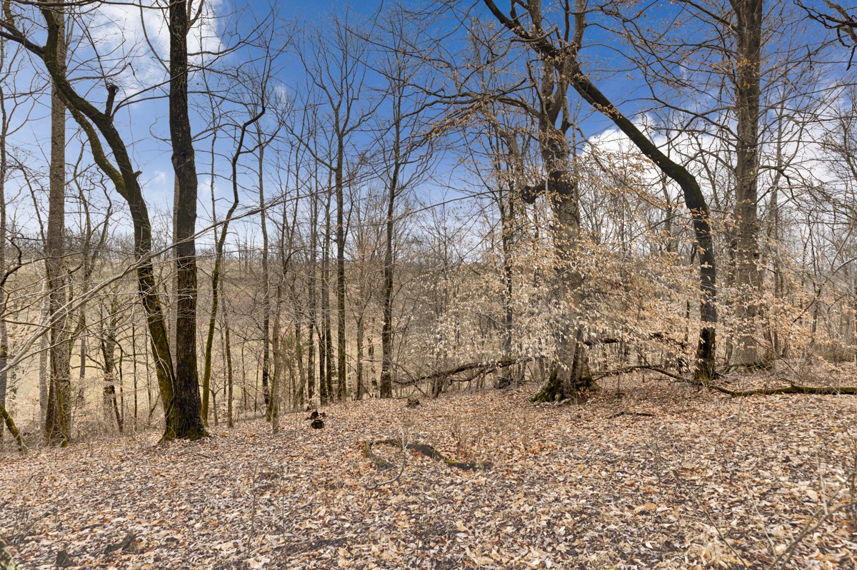 3893 B Beech Hill Road Pulaski, TN 38478 - Photo 14 of 24 a view of a yard with trees