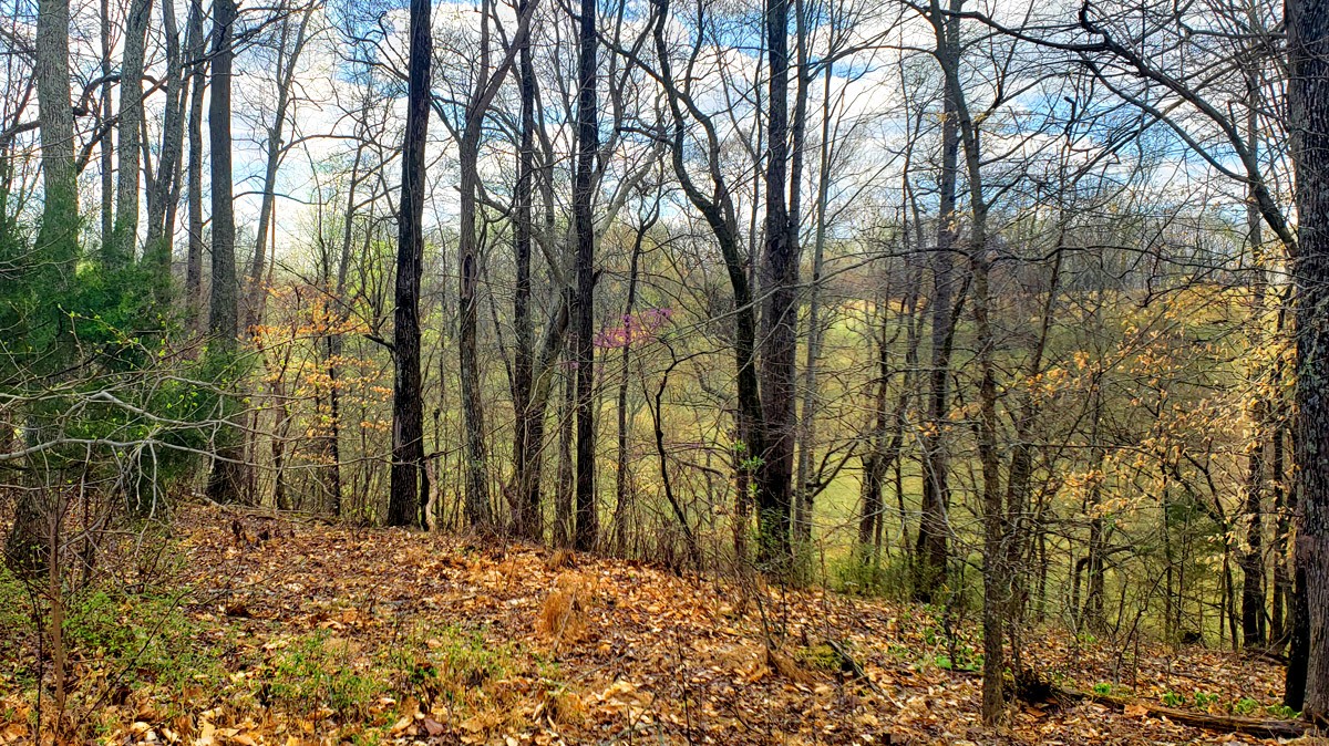 3893 B Beech Hill Road Pulaski, TN 38478 - Photo 23 of 24 a view of outdoor space and yard