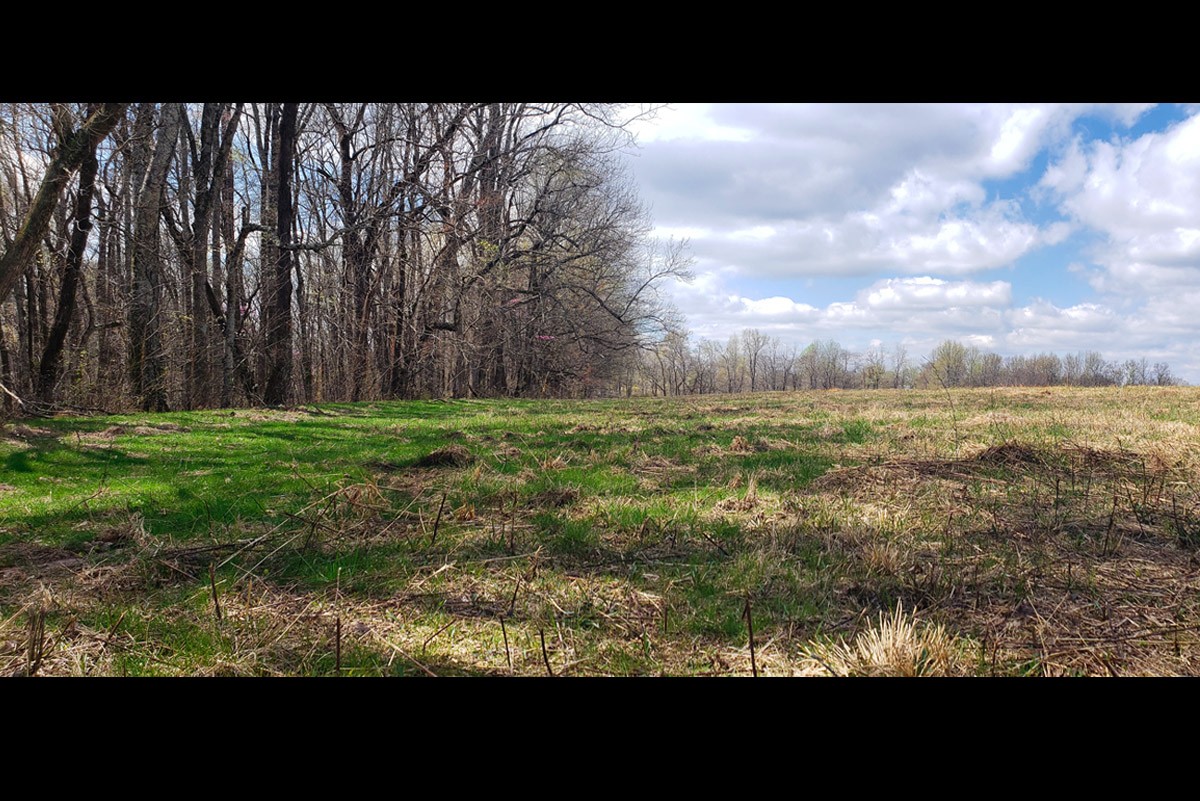 3893 B Beech Hill Road Pulaski, TN 38478 - Photo 7 of 24 a view of a yard