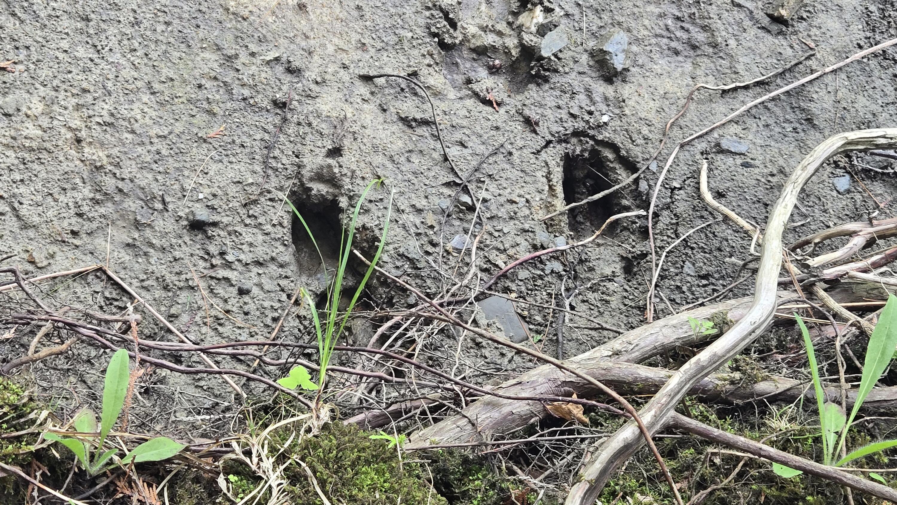 Lot U County Road New Limerick, ME 04761 - Photo 15 of 15 20250624_104539