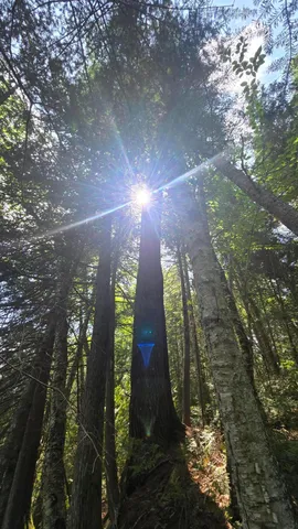 $45,545 | Lot U County Road, New Limerick, ME 04761