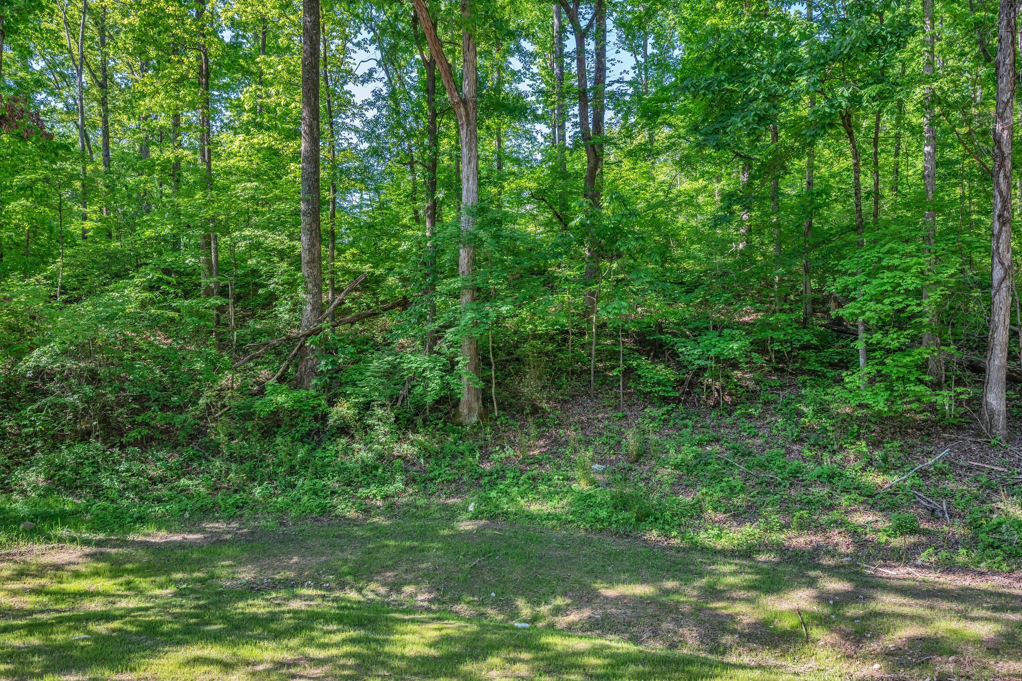 120 Bern Street Waverly, TN 37185 - Photo 35 of 36 a view of a lush green forest