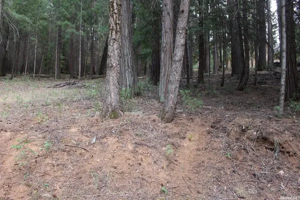 a view of a forest with trees in the background