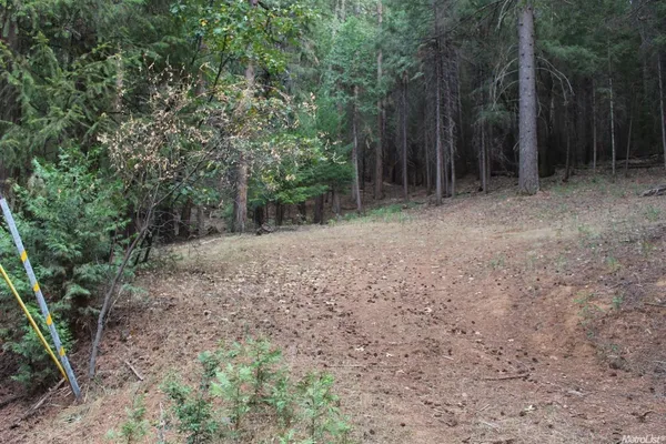 a view of a forest with trees in the background