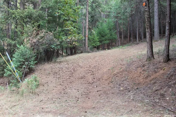 a view of backyard with trees