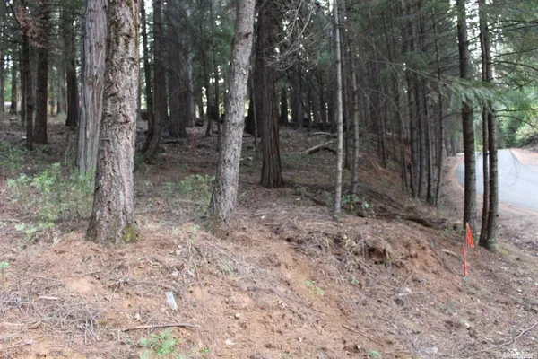 a view of a forest that has large trees