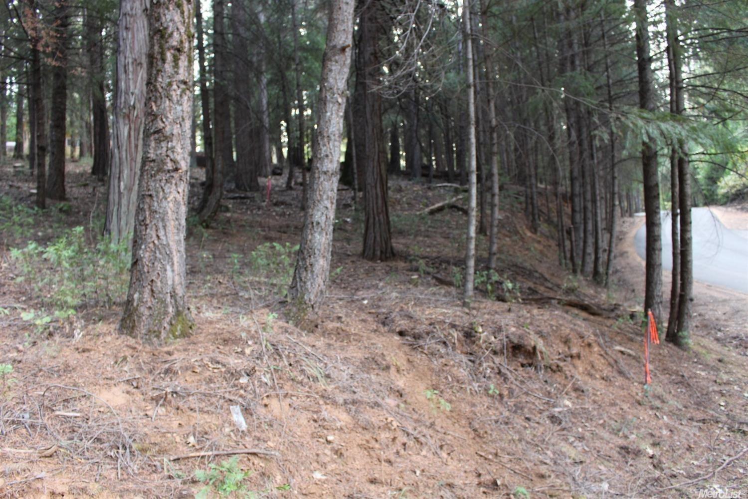 5511 Shooting Star Road Pollock Pines, CA 95726 - Photo 7 of 18 a view of a forest that has large trees