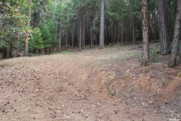 a view of a forest with trees in the background