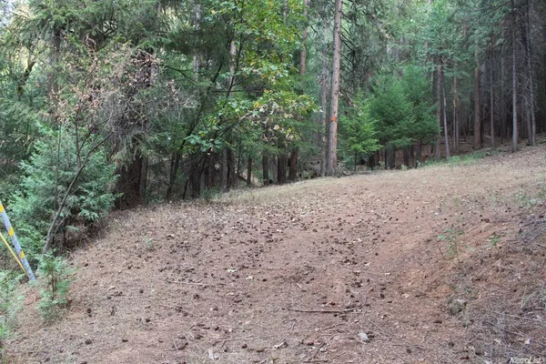 a view of a yard with plants and trees