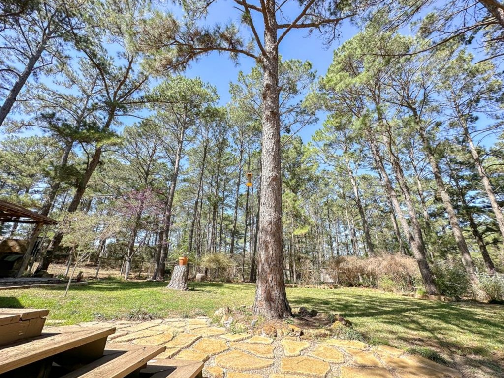 251 Pine View Loop Bastrop, TX 78602 - Photo 26 of 30 a view of a park with large trees