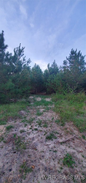 725 Dock Wilson Road Samson, AL 36477 - Photo 4 of 12 Gallery Image 4