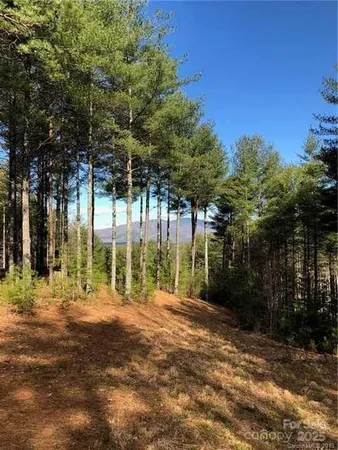 a view of a trees in a yard