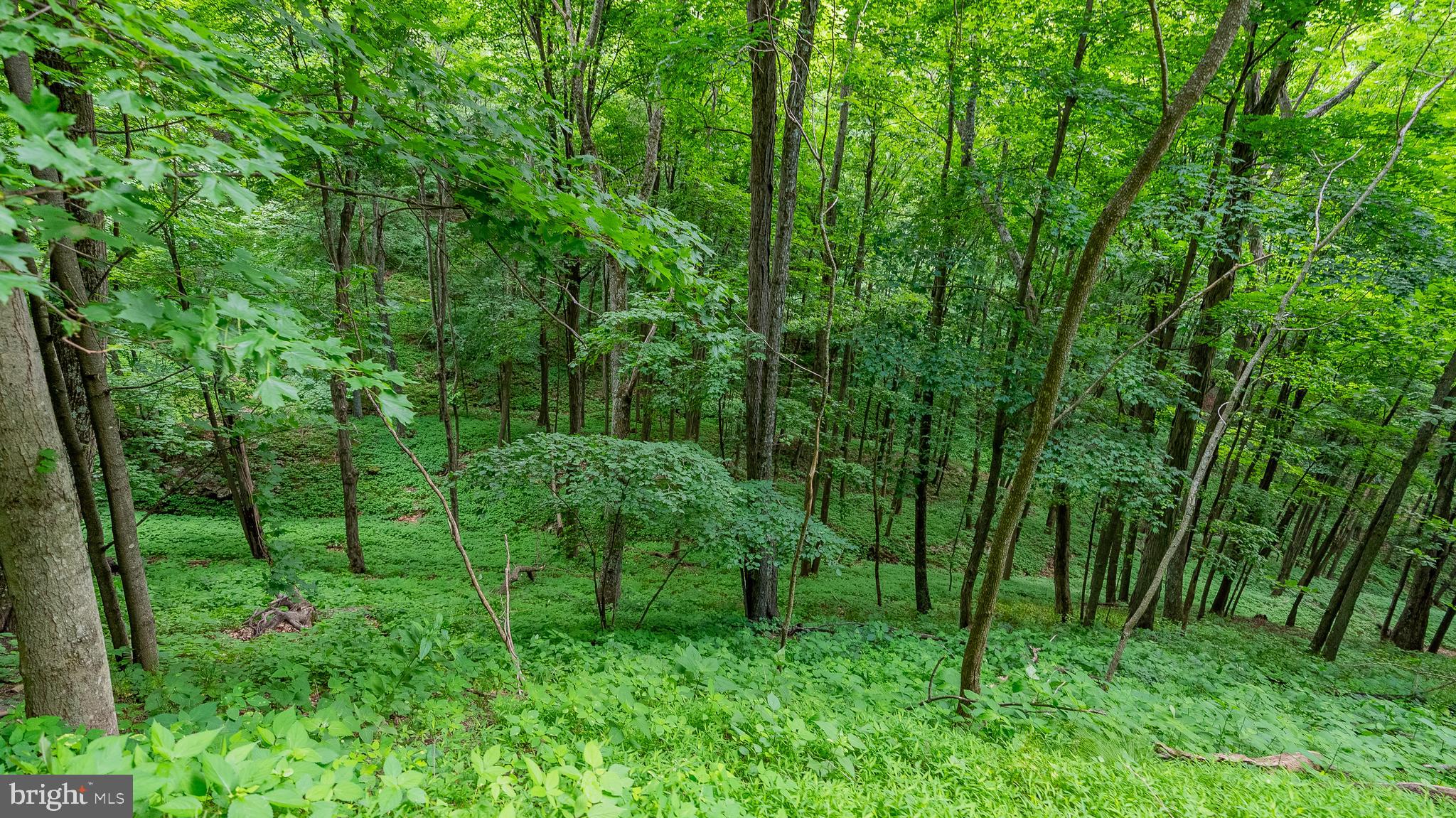 1862 Hawbush Road Circleville, WV 26804 - Photo 36 of 83