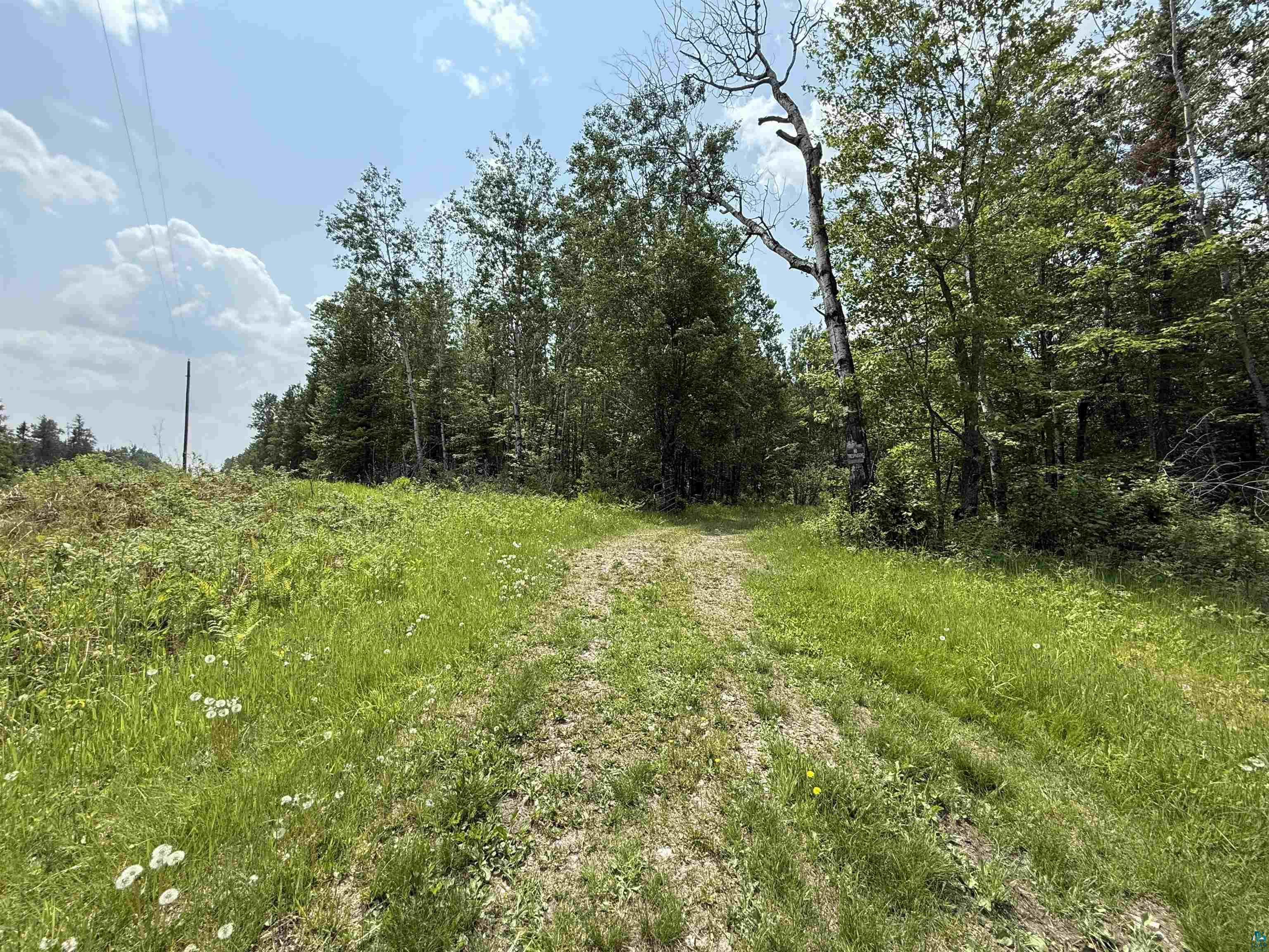 View of woods