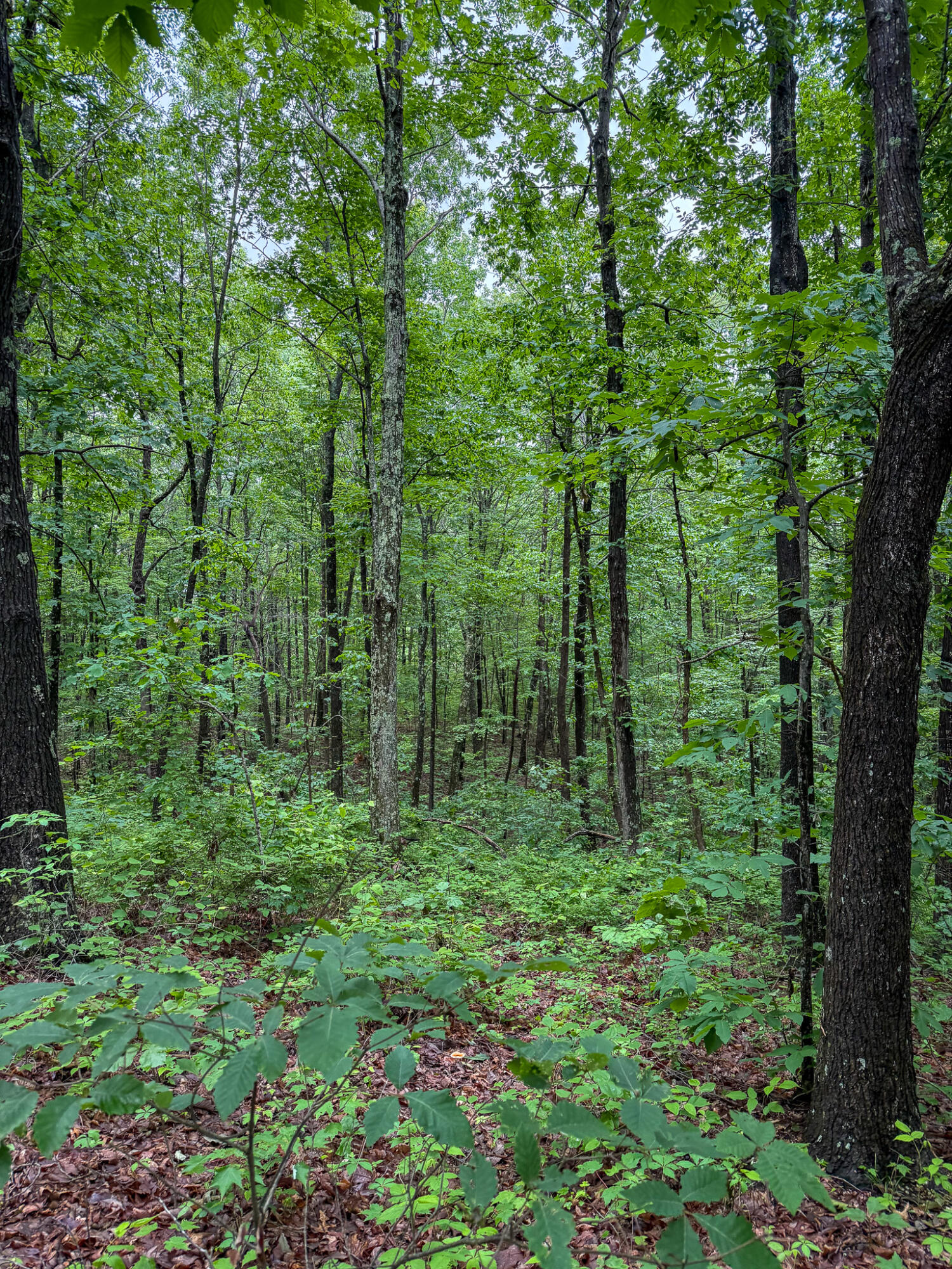 0 Cooper Ridge Road Wallingford, KY 41093 - Photo 10 of 16 Heavily wooded lot featuring mature trees and undergrowth