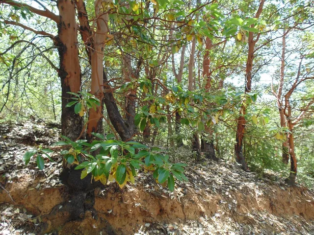 $154,000 | 35 Balderston Road, Georgetown, CA 95634