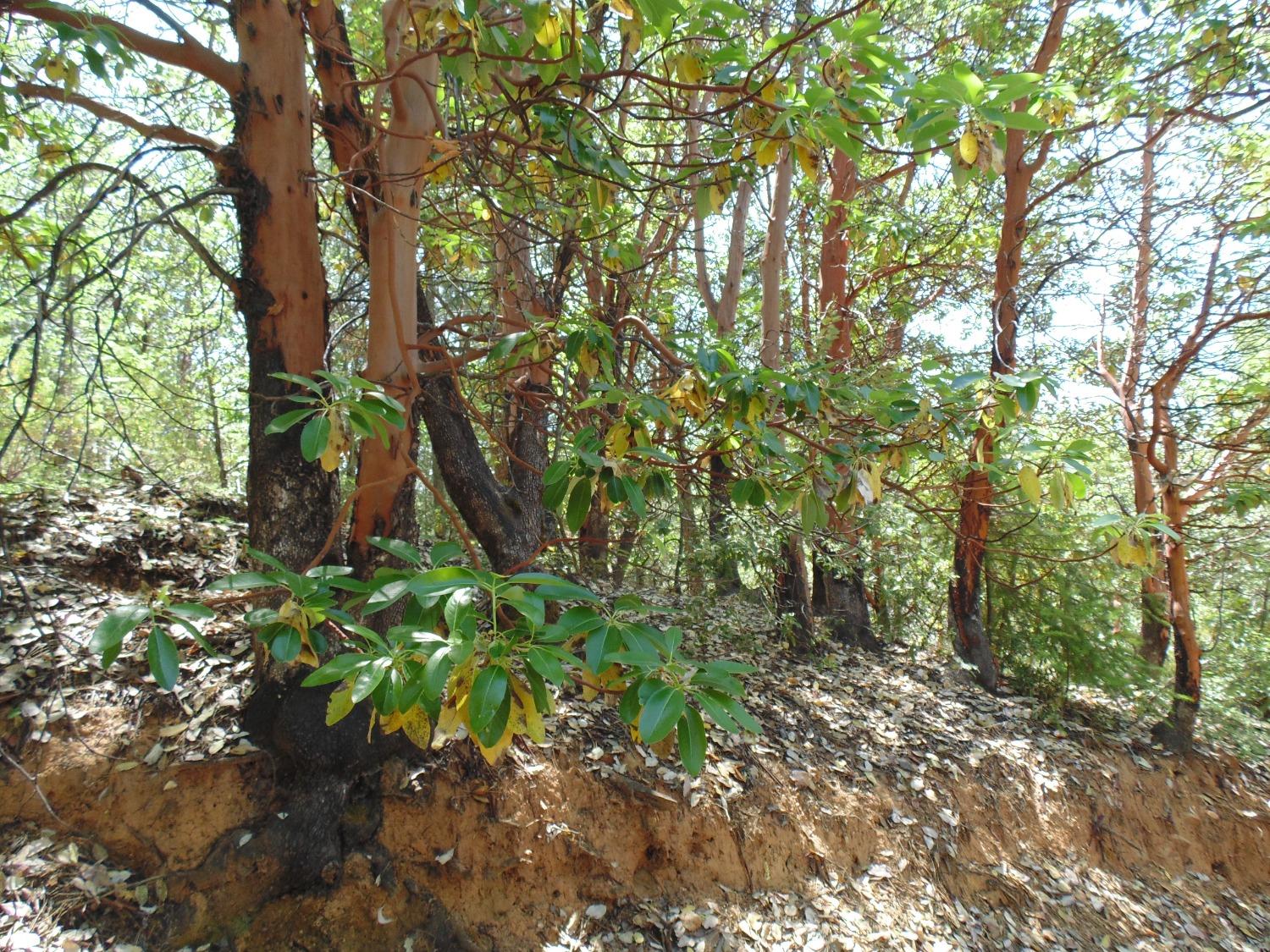 35 Balderston Road Georgetown, CA 95634 - Photo 13 of 37