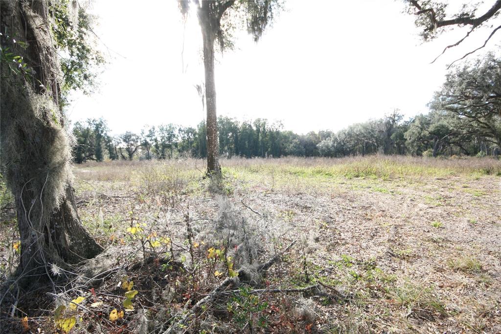 301 Tbd Citra, FL 32113 - Photo 29 of 34