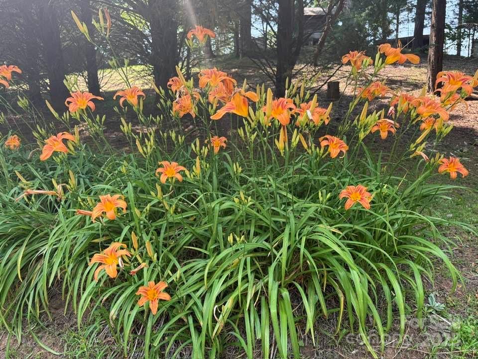 620 Smith Waldrop Road Columbus, NC 28722 - Photo 42 of 42 a picture of tree