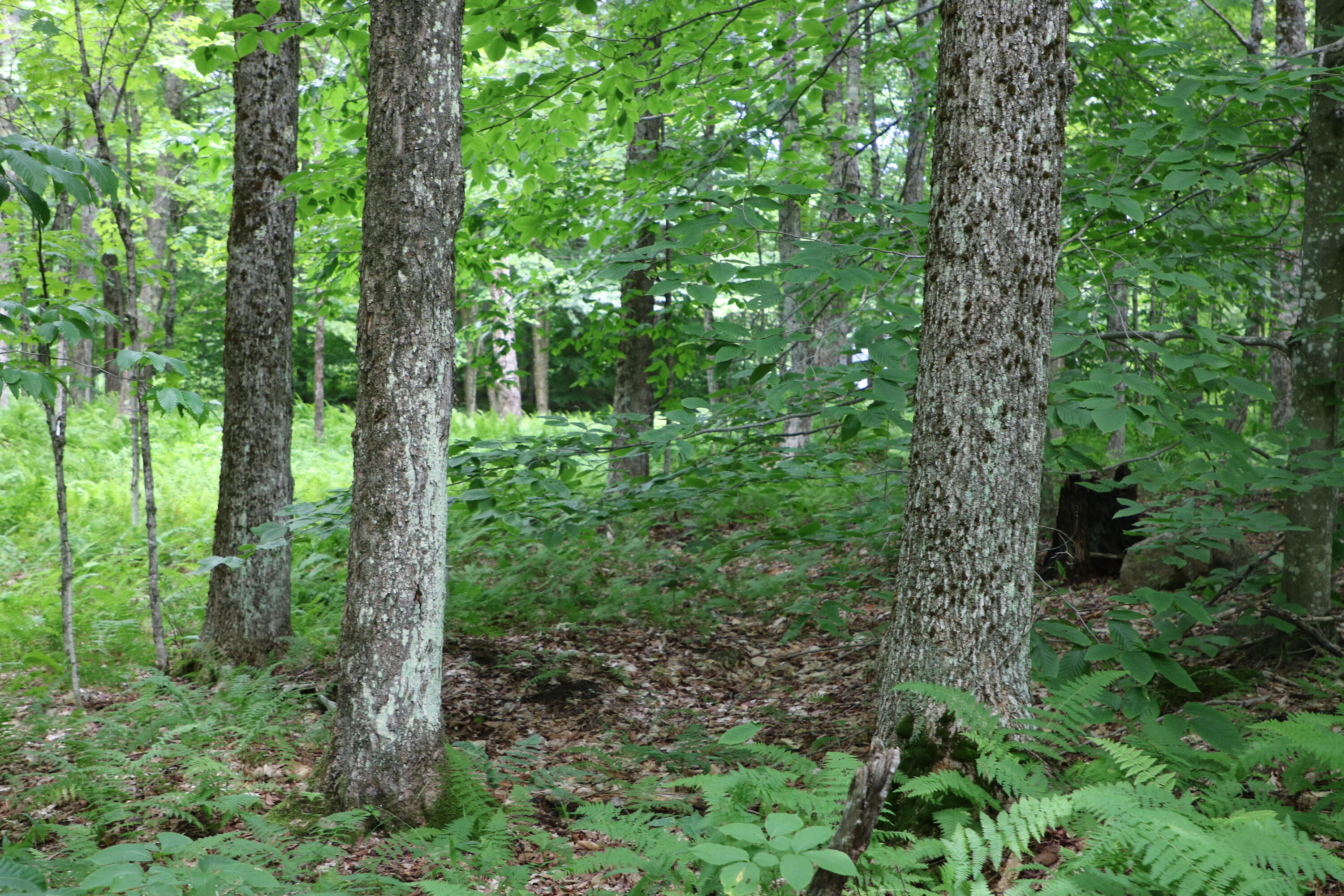 460 Little John Road Colton, NY 13625 - Photo 9 of 14 IMG_4590