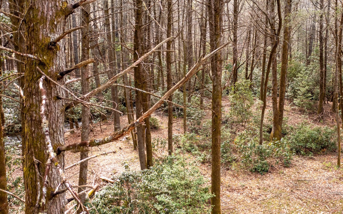 40 My Way Blue Ridge, GA 30513 - Photo 11 of 23 a backyard of a house with lots of trees