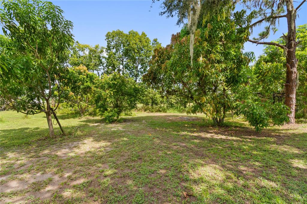 1360 Collany Lane Frostproof, FL 33843 - Photo 21 of 55 a view of a yard with a tree