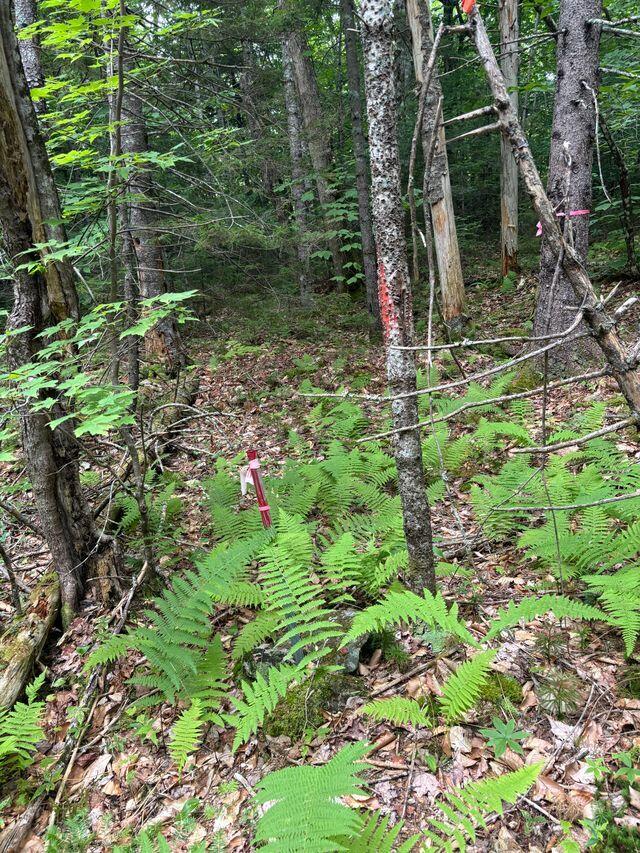 Lot128 C Love Lake Road Crawford, ME 04694 - Photo 11 of 16 Boundary Marker