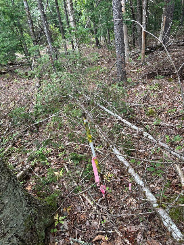 Lot128 C Love Lake Road Crawford, ME 04694 - Photo 12 of 16 Boundary Marker
