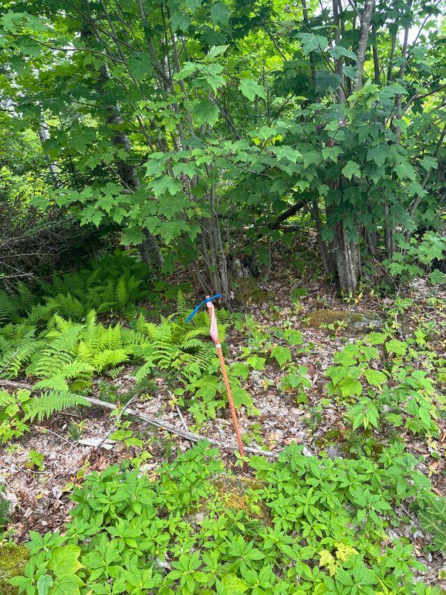 Lot128 C Love Lake Road Crawford, ME 04694 - Photo 13 of 16 Boundary Marker