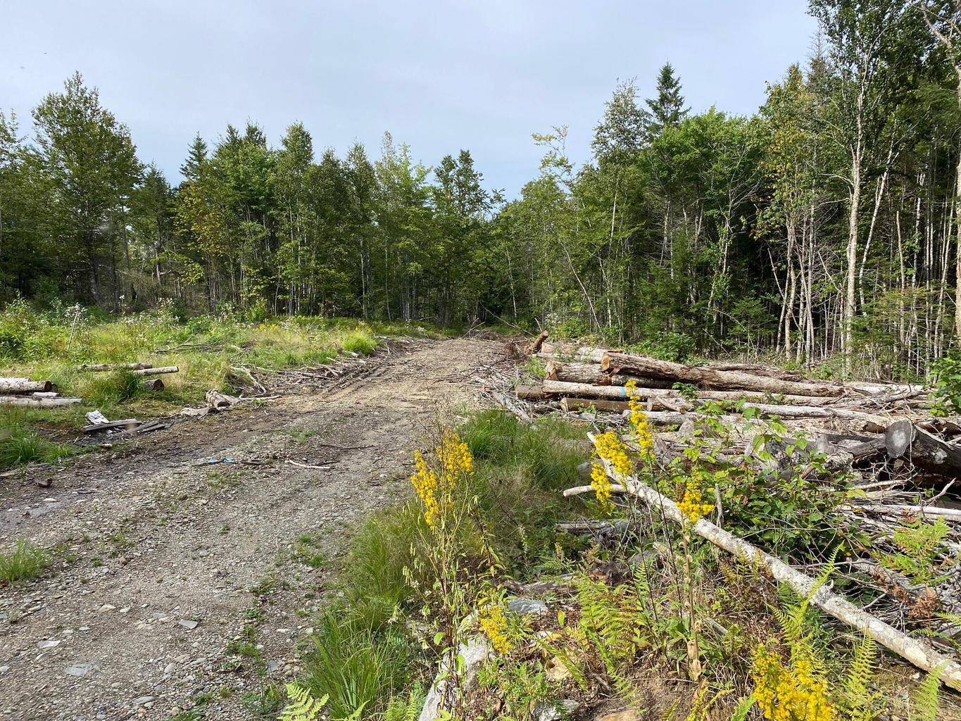 Lot128 C Love Lake Road Crawford, ME 04694 - Photo 3 of 16 View of Lot & Partial Driveway