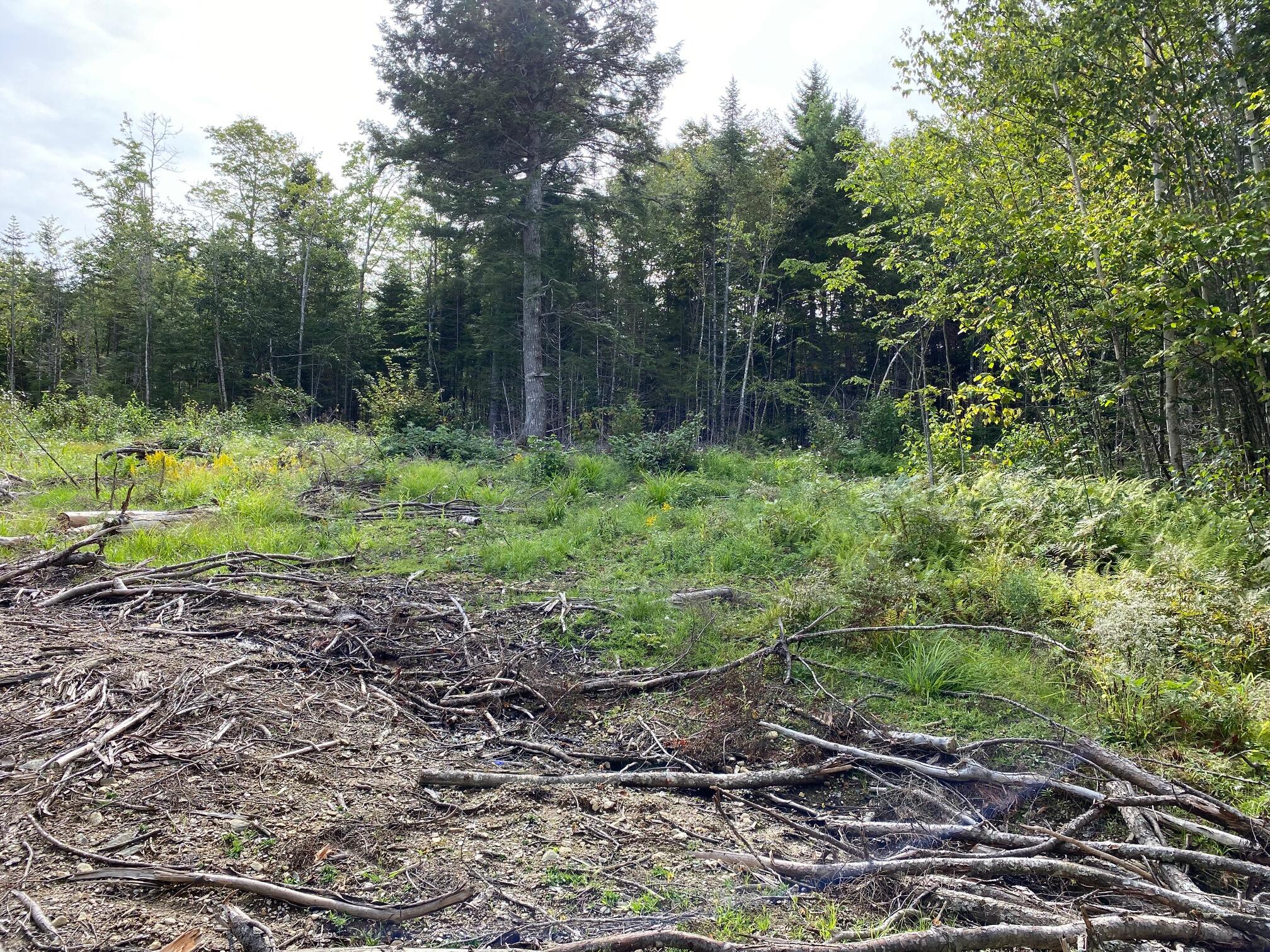 Lot128 C Love Lake Road Crawford, ME 04694 - Photo 5 of 16 View of Lot