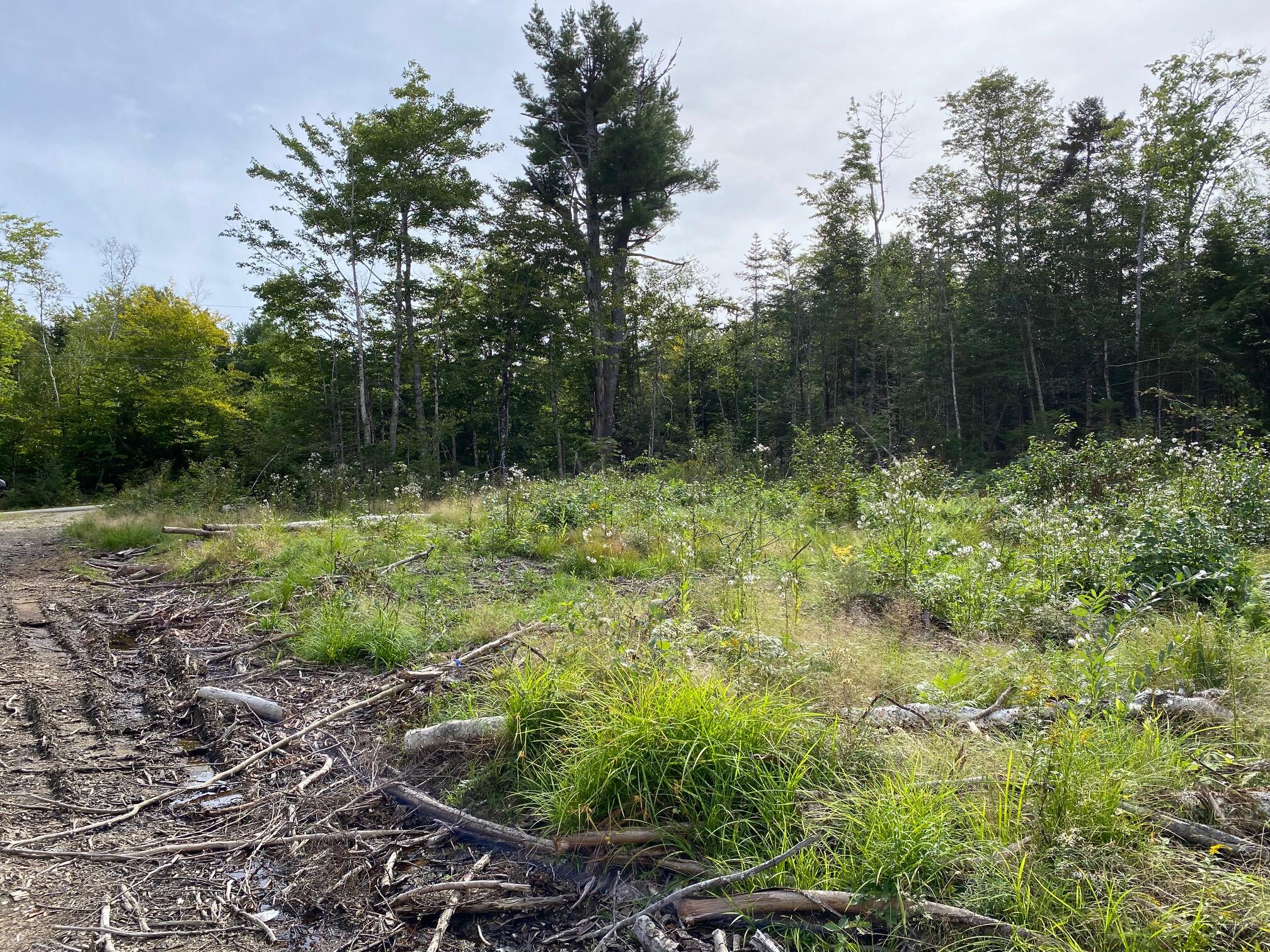 Lot128 C Love Lake Road Crawford, ME 04694 - Photo 6 of 16 View of Lot