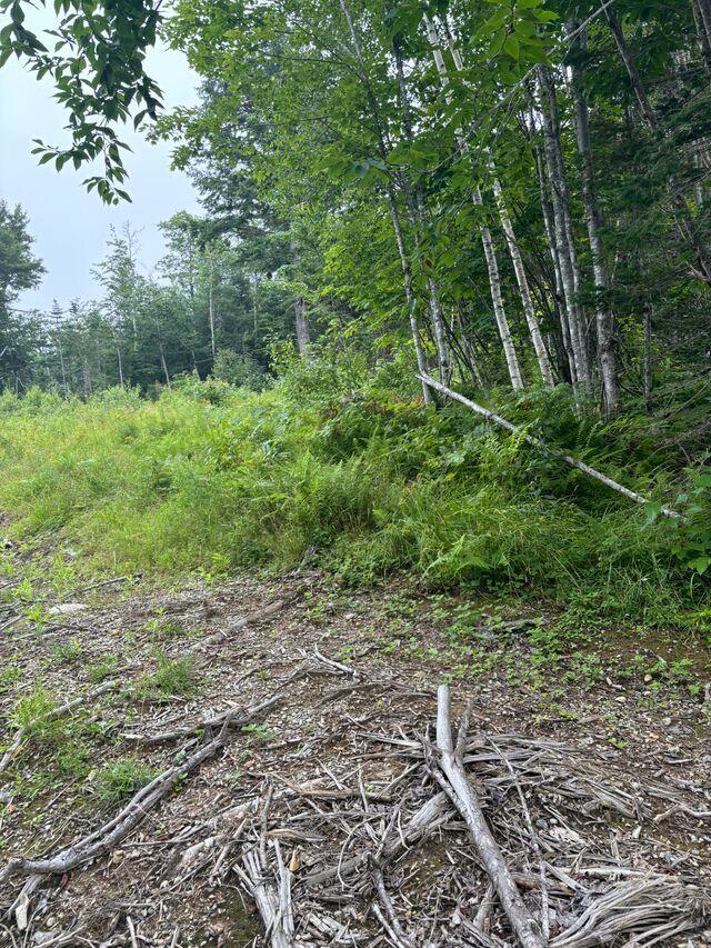 Lot128 C Love Lake Road Crawford, ME 04694 - Photo 7 of 16 View of Lot