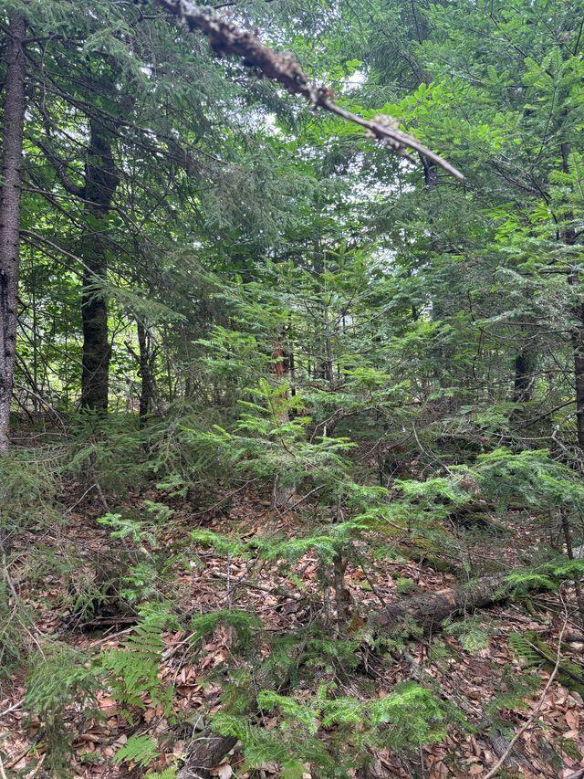 Lot128 C Love Lake Road Crawford, ME 04694 - Photo 8 of 16 View of Lot