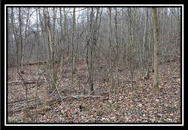 2341 Leeth Creek Road Waverly, OH 45690 - Photo 14 of 18