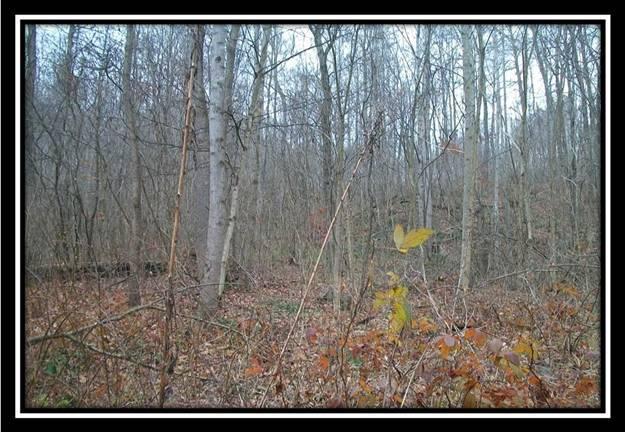 2341 Leeth Creek Road Waverly, OH 45690 - Photo 2 of 18