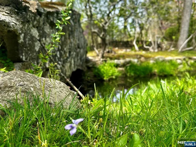 a view of a yard with plants and trees