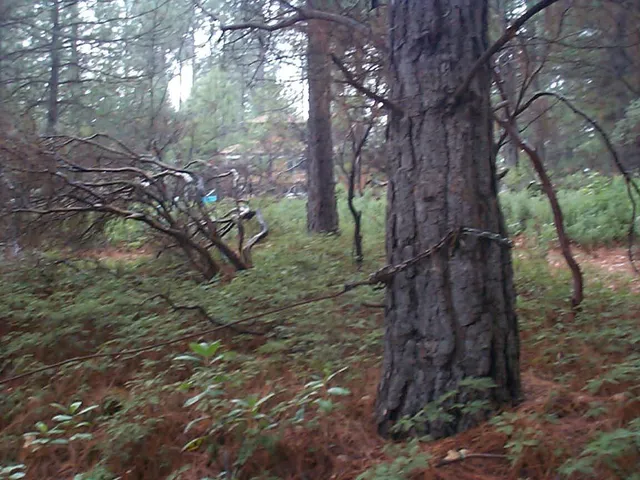 $269,000 | 20550 Grizzly Creek Road, Nevada City, CA 95959