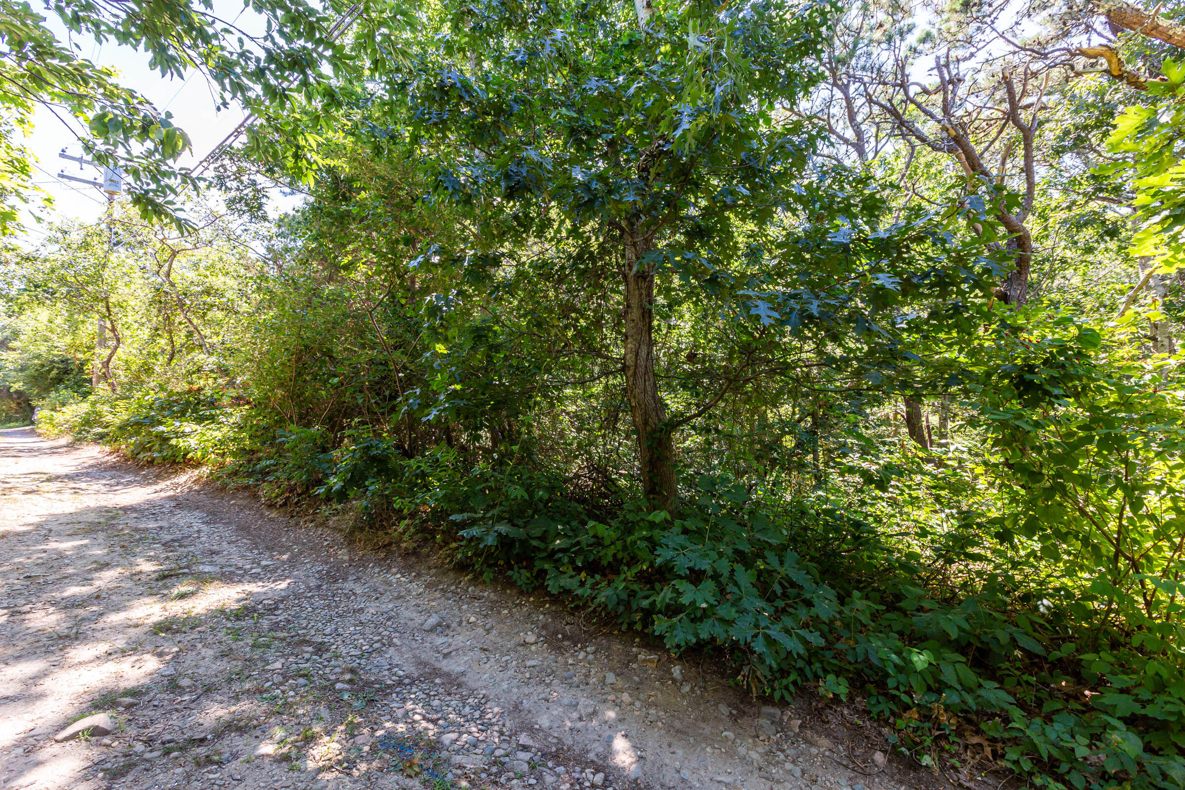 0 Partridge Circle Brewster, MA 02631 - Photo 4 of 19 a view of a yard with plants and large trees