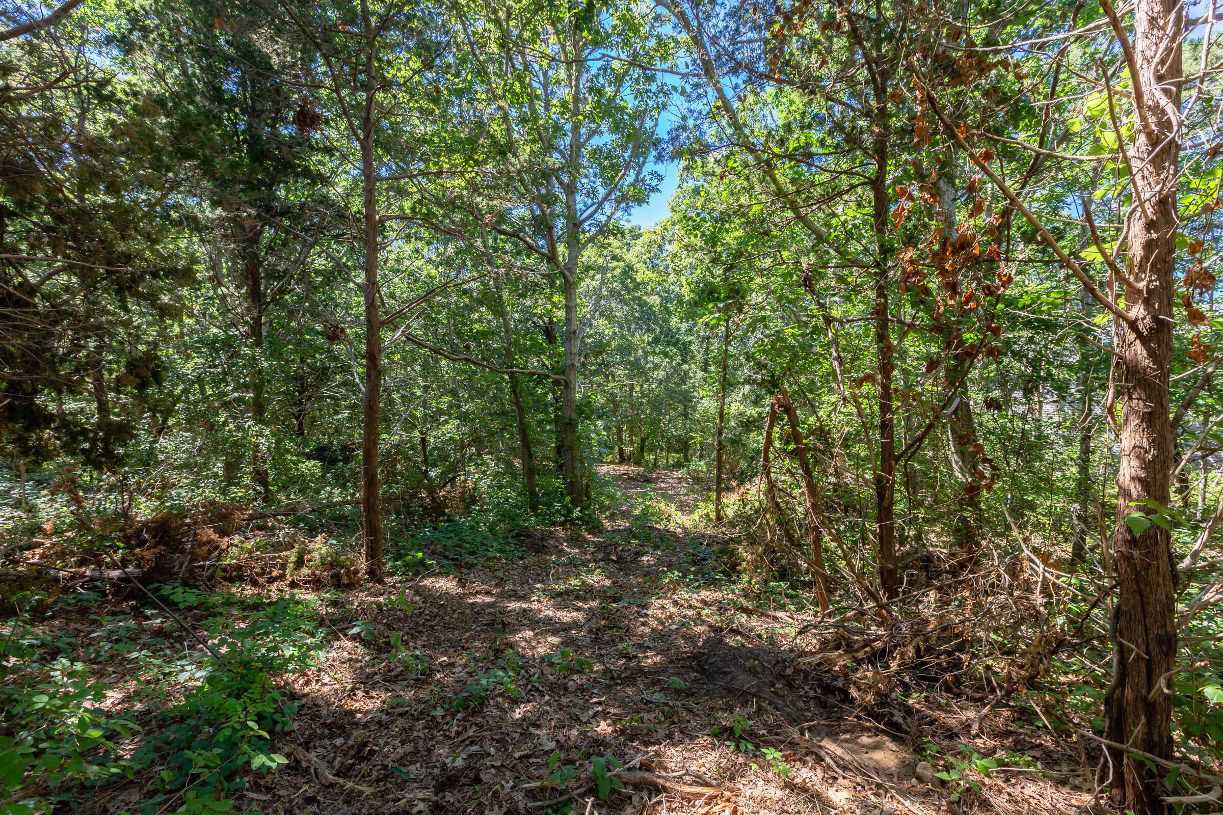 0 Partridge Circle Brewster, MA 02631 - Photo 5 of 19 a view of a forest with trees in the background