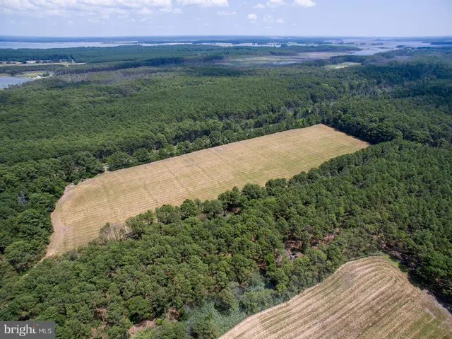 a view of a dry yard with trees