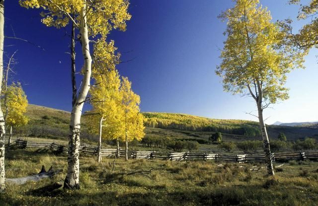 Tbd Elk Ridge Ranch Ridgway, CO 81432 - Photo 3 of 9 Additional Photo