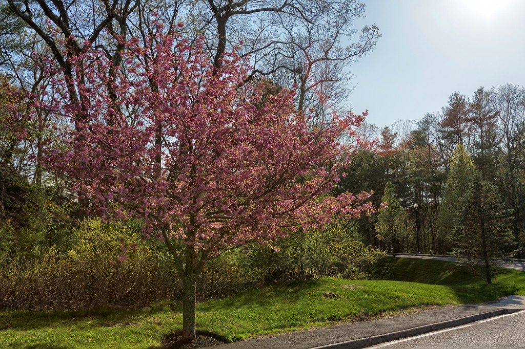 52 Turtle Brook Road, Unit 52 Canton, MA 02021 - Photo 23 of 26 Gallery Image 23