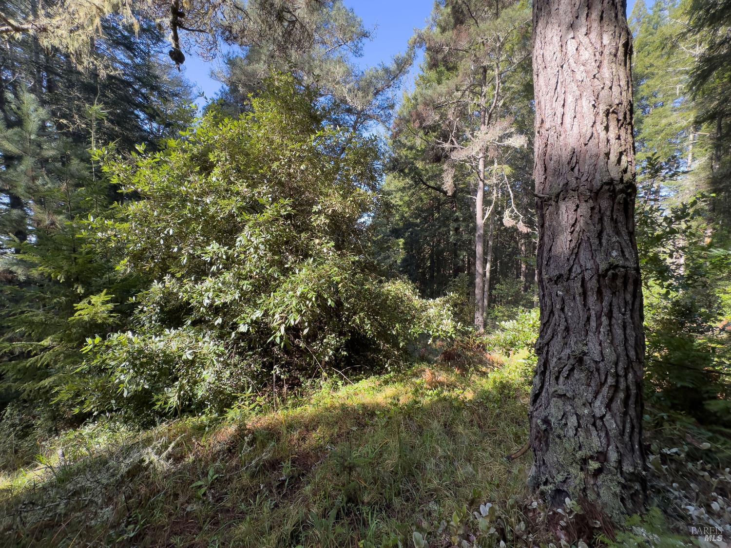 481 Drovers Close The Sea Ranch, CA 95497 - Photo 4 of 15 a view of a forest with a tree