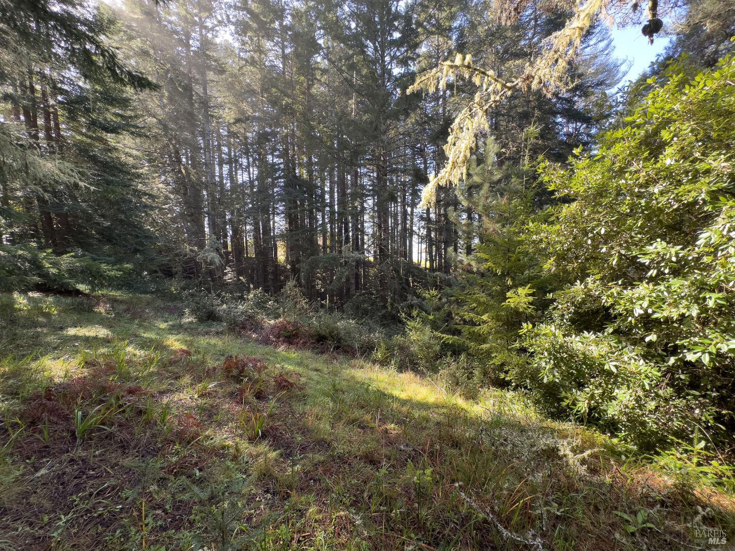 481 Drovers Close The Sea Ranch, CA 95497 - Photo 5 of 15 a view of forest