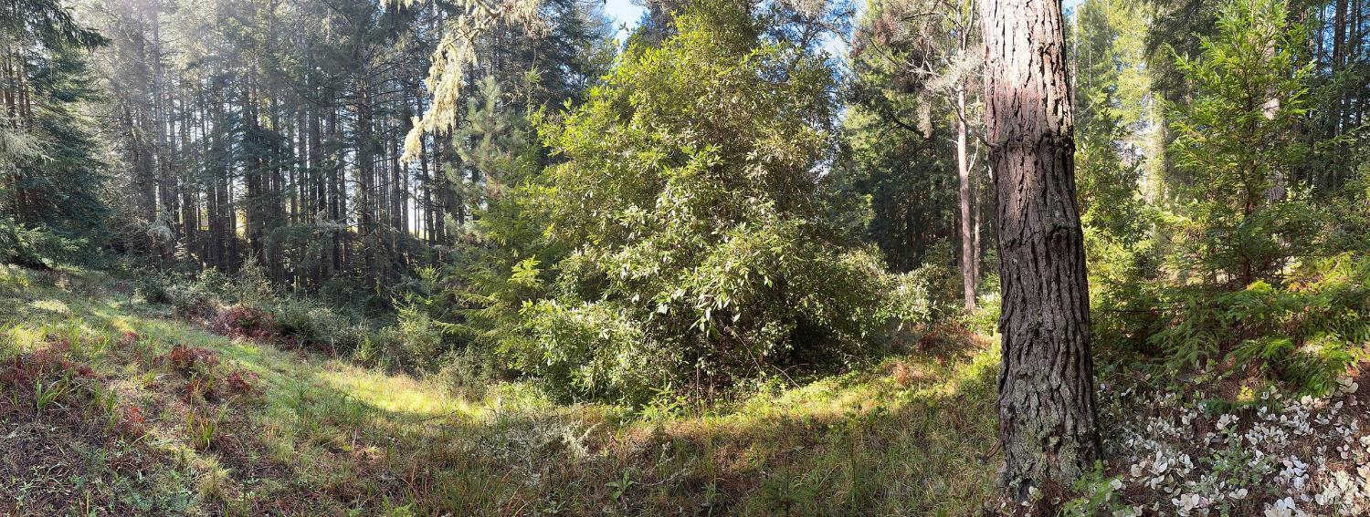 481 Drovers Close The Sea Ranch, CA 95497 - Photo 6 of 15 a view of a yard